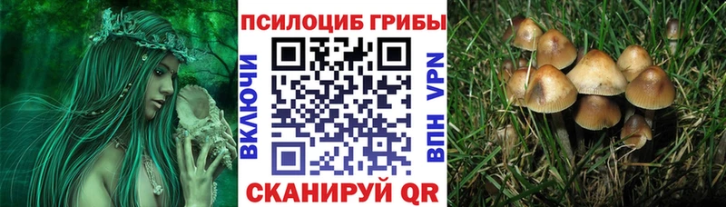 Псилоцибиновые грибы Cubensis  darknet состав  Светлогорск 